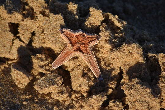 Image of Astropecten aranciacus (Linnaeus 1758)