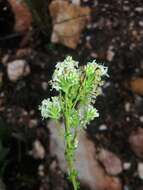 Image of Selago glomerata Thunb.