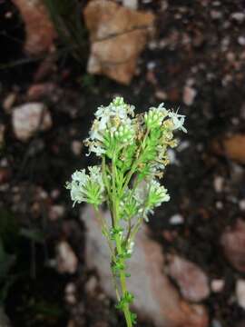 Image de Selago glomerata Thunb.