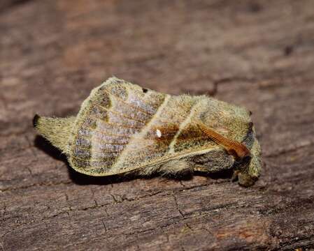 صورة Bombycopsis bipars Walker 1855