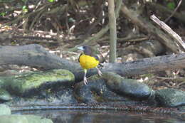 Image de Ploceus bicolor bicolor Vieillot 1819