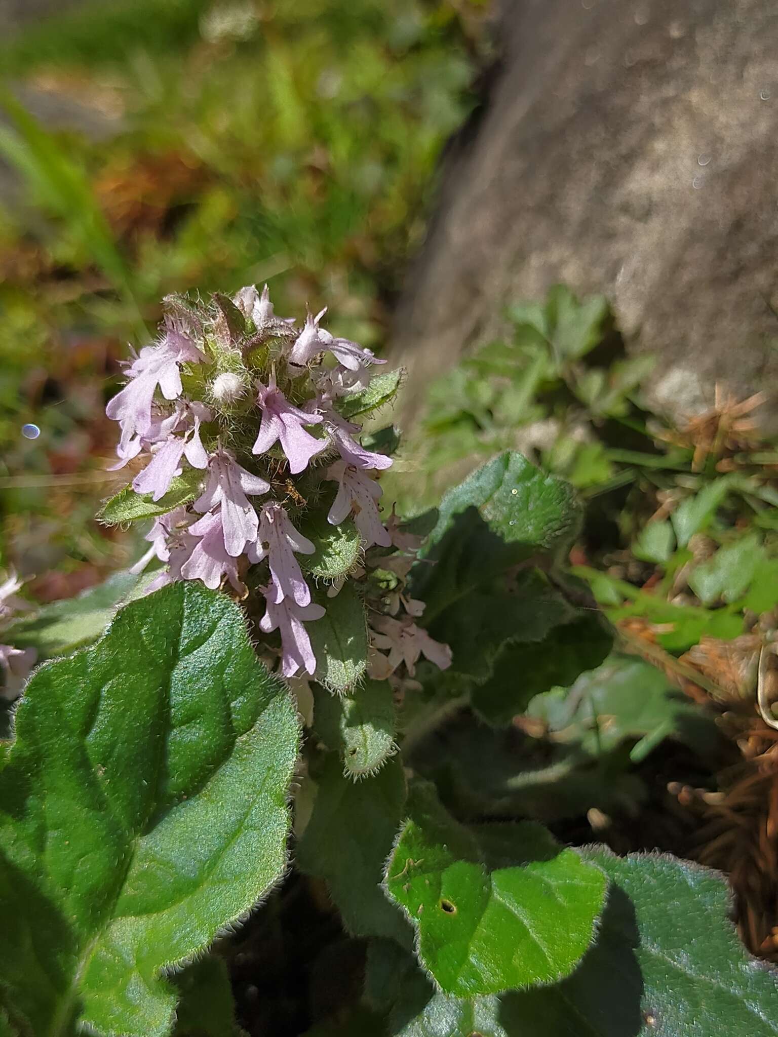 Слика од Ajuga taiwanensis Nakai ex Murata