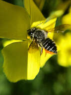 Image of Megachile pollinosa Spinola 1851