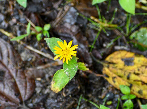 Image de Philoglossa mimuloides (Hieron.) H. Rob. & Cuatrec.