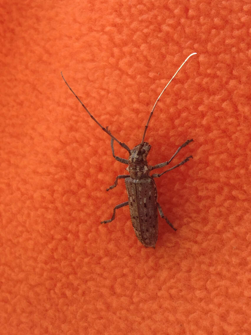 Sivun Monochamus notatus (Drury 1773) kuva