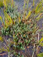 Image of Leucopogon javanicus (Zoll. & Mor.) De Vriese