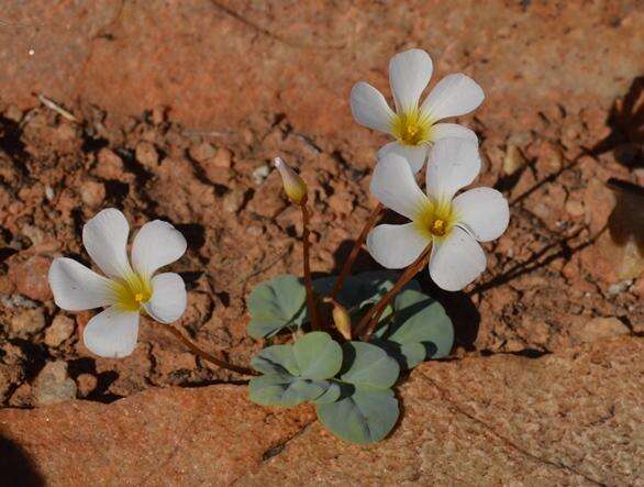 Sivun Oxalis magnifolia Dreyer, Roets & Oberl. kuva