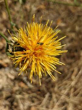 Plancia ëd Centaurea collina L.