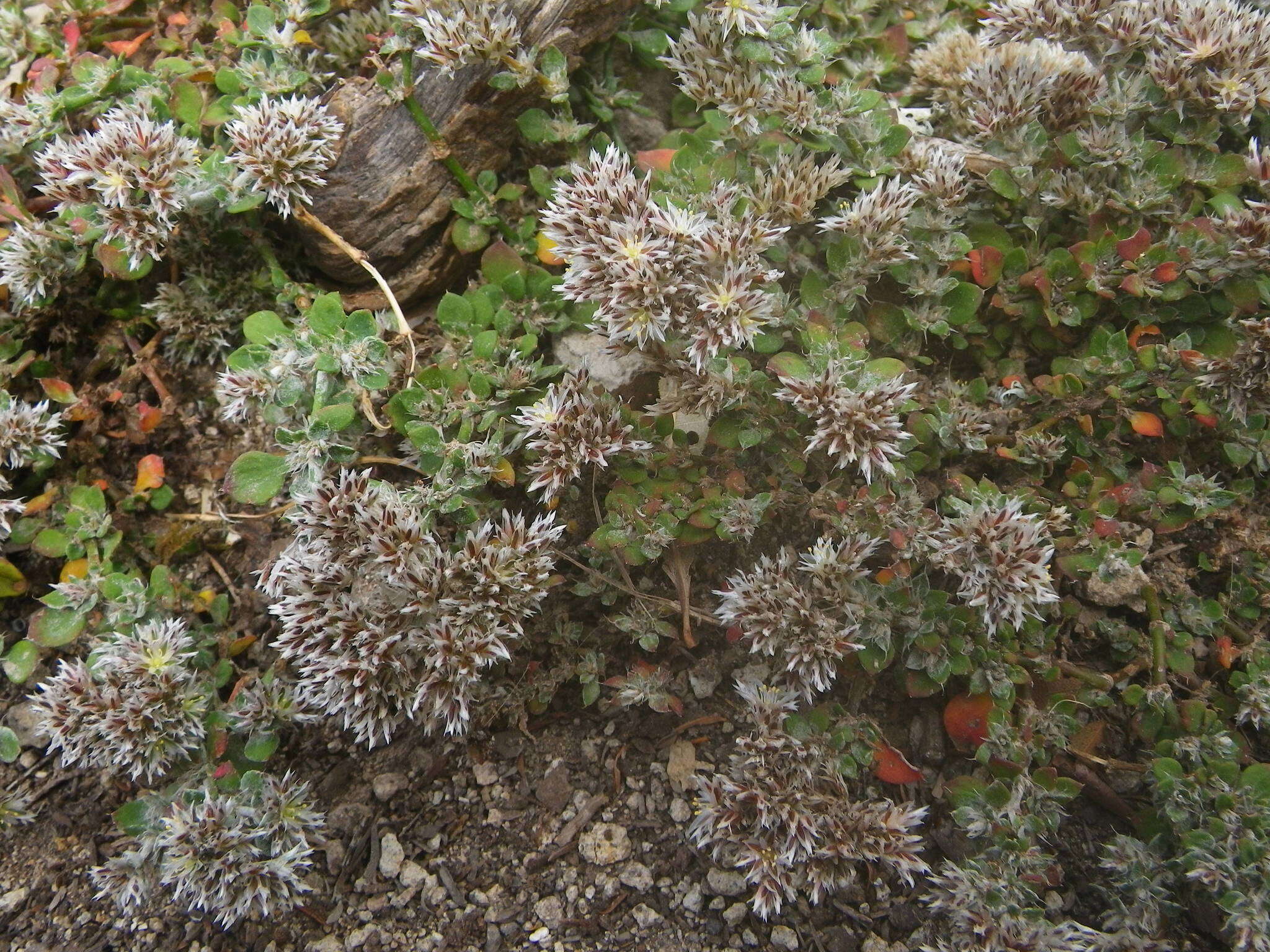 Plancia ëd Polycarpaea latifolia (Willd.) Poir.