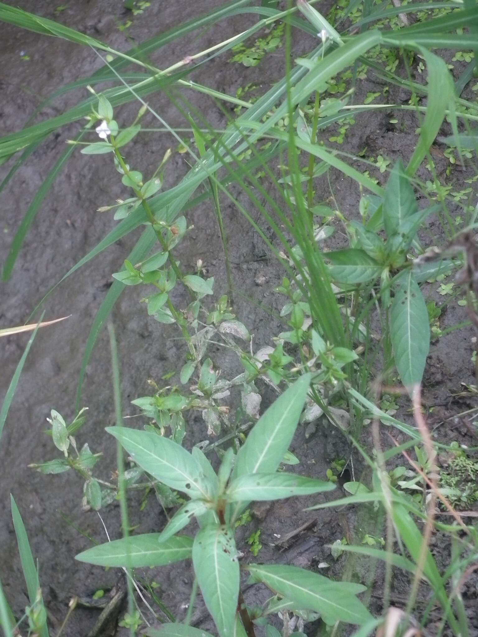 Image of Prostrate False Pimpernel