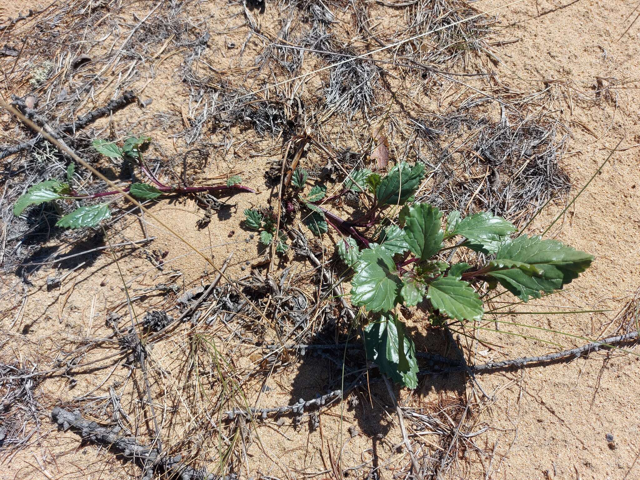 Image of Scrophularia incisa Weinm.