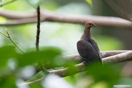 صورة Macropygia tenuirostris Bonaparte 1854