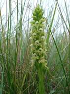 Image of Satyrium microrrhynchum Schltr.