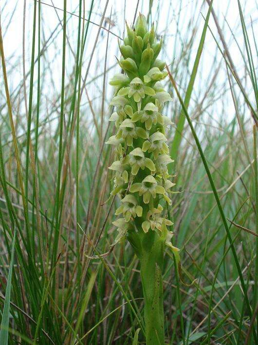 Image of Satyrium microrrhynchum Schltr.