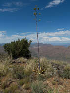 Agave chrysantha Peebles resmi