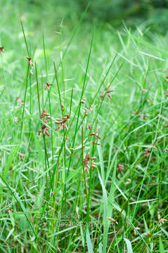 Слика од Schoenoplectiella juncoides (Roxb.) Lye