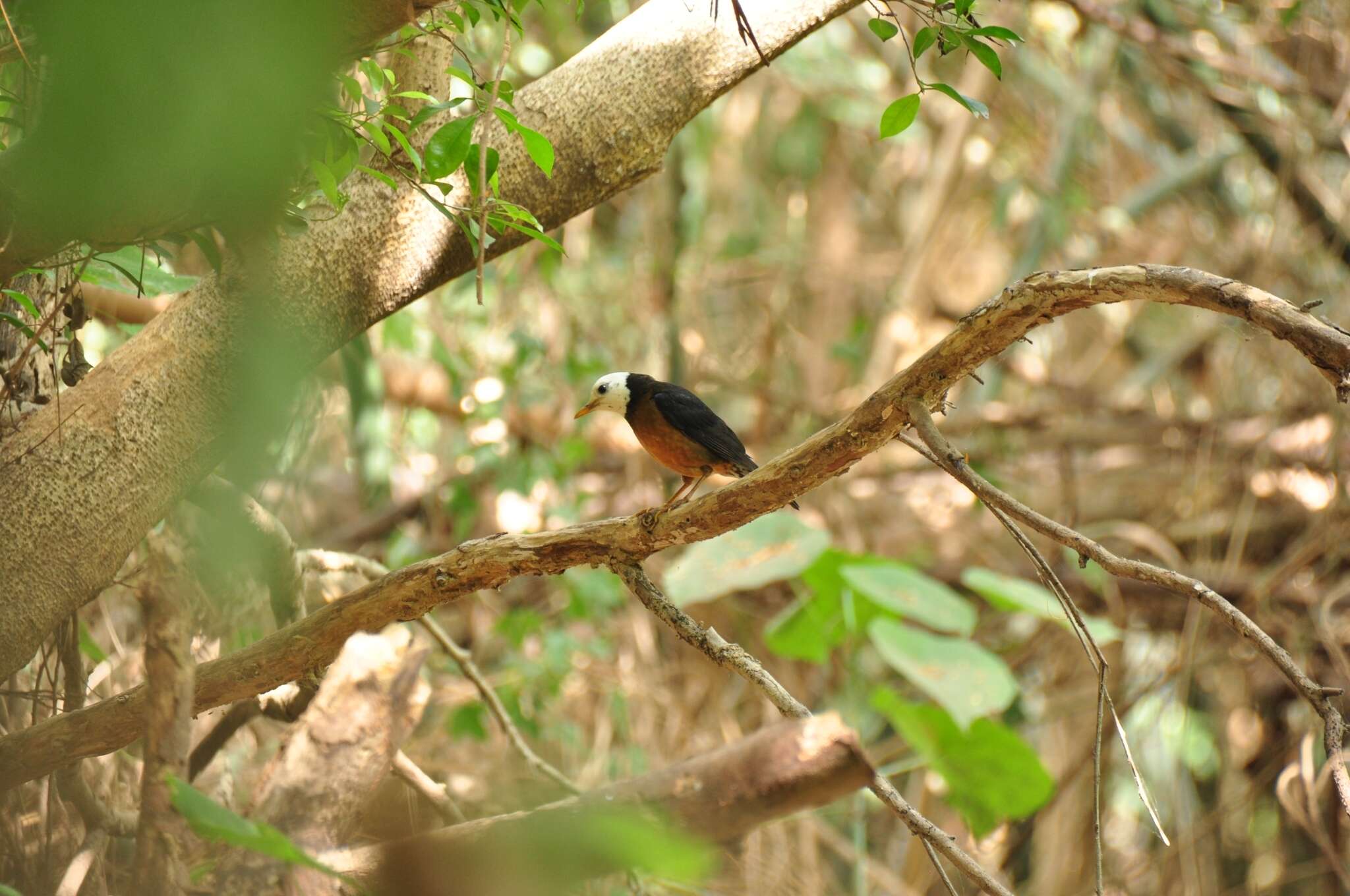 <i>Turdus niveiceps</i>的圖片