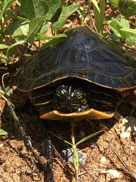 Imagem de Pseudemys alabamensis Baur 1893