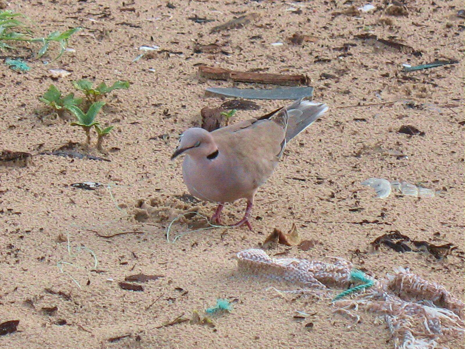 Image of African Mourning Dove