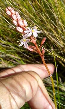 Image of Trachyandra esterhuysenae Oberm.