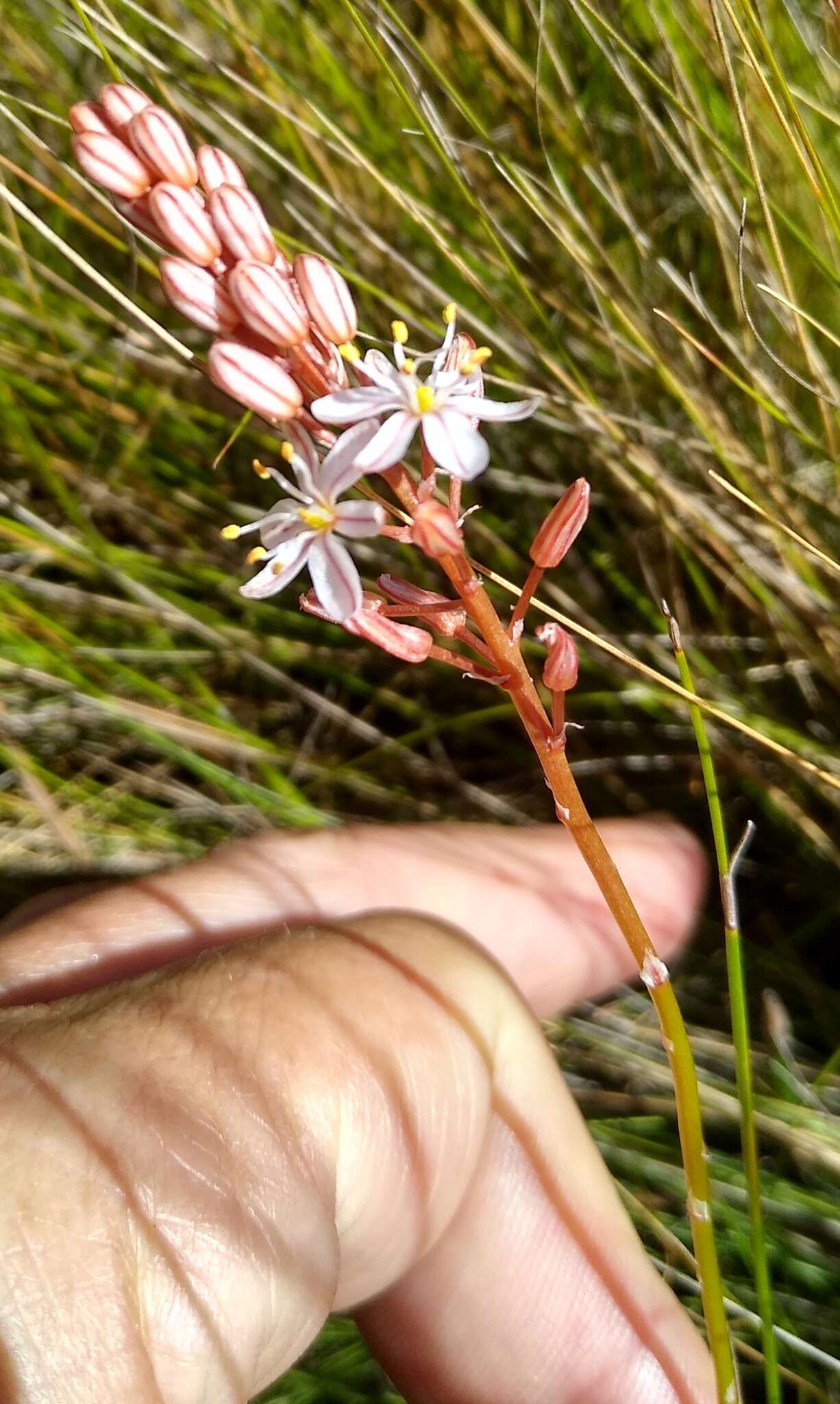 Image of Trachyandra esterhuysenae Oberm.