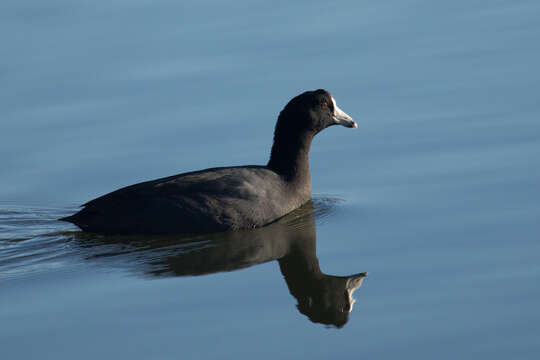 Image of Fulica Linnaeus 1758