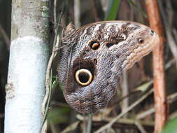 Image of Caligo illioneus oberon Butler 1870