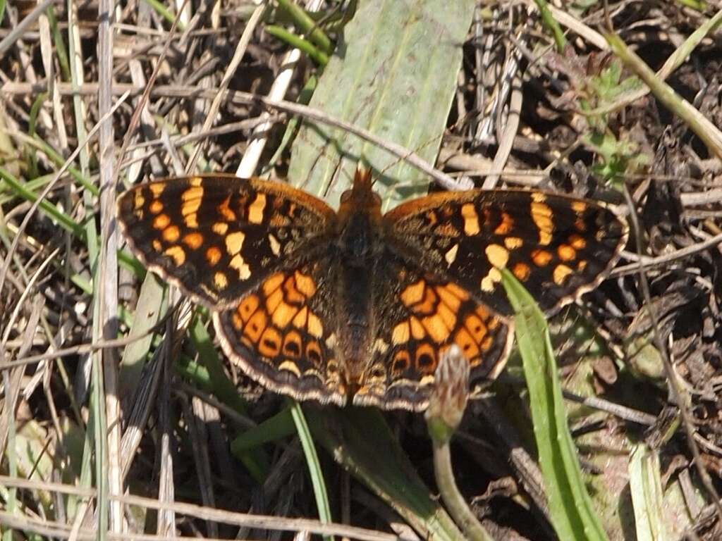 Image of Pearl Crescent