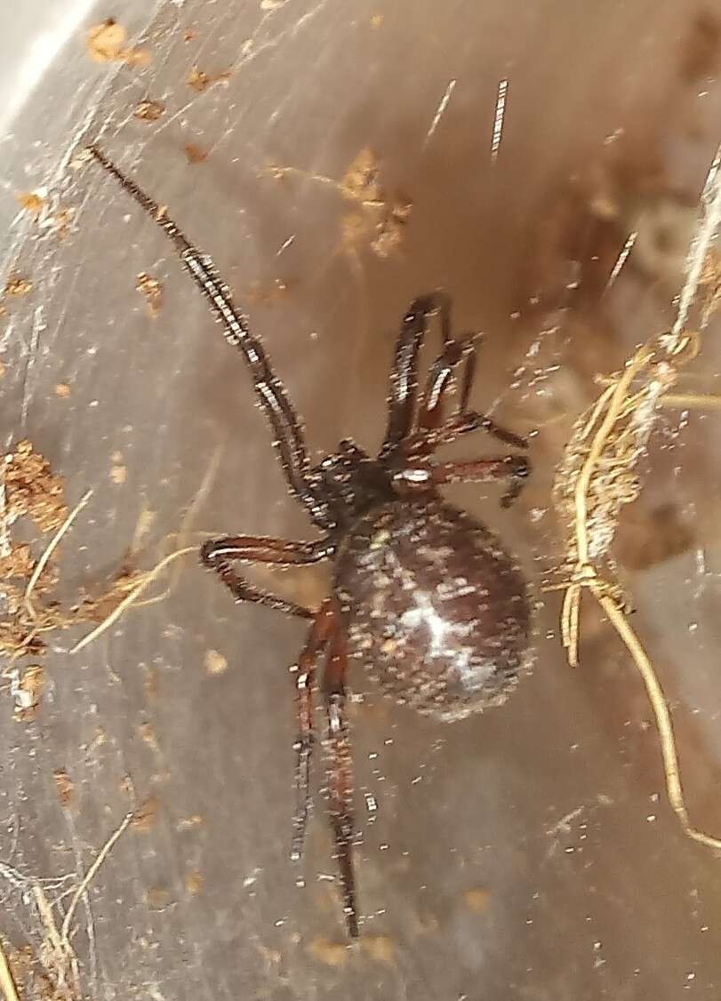 Image of Steatoda diamantina Levi 1962