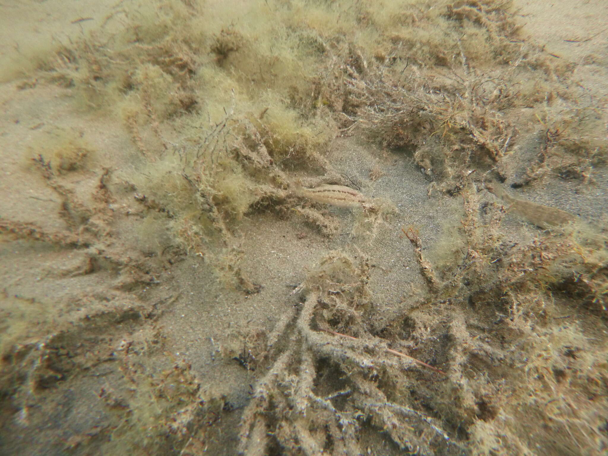 Image of Grey Wrasse