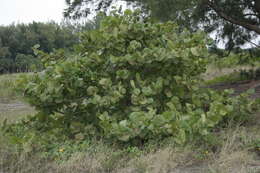 Coccoloba uvifera (L.) L. resmi