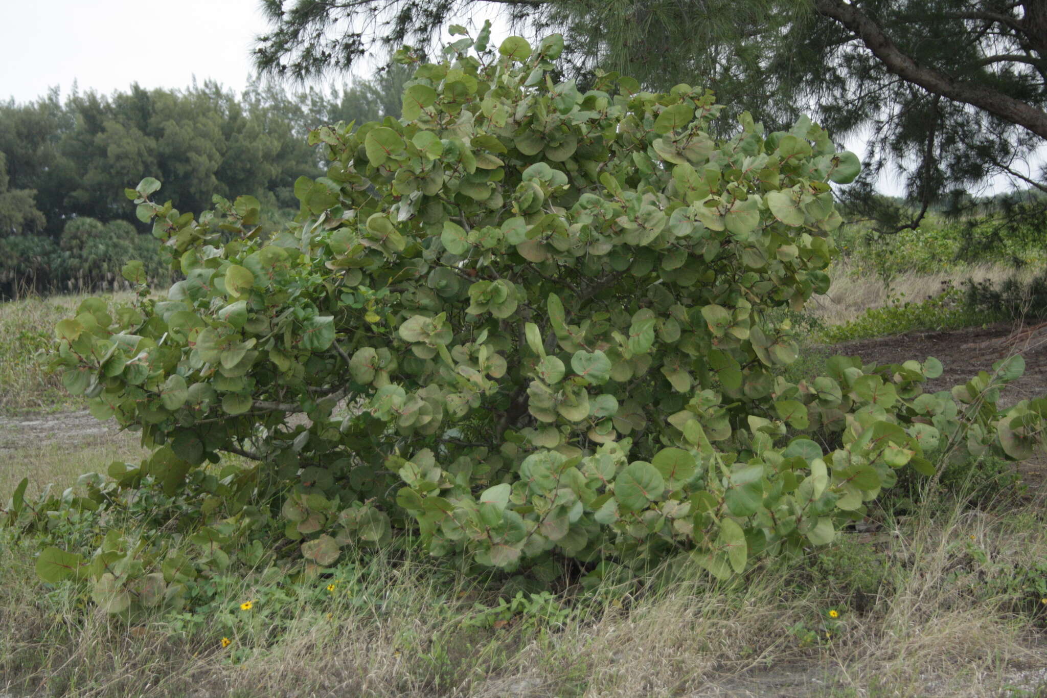 Coccoloba uvifera (L.) L. resmi