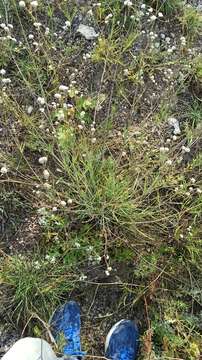 Image de Gypsophila glomerata Pall. ex Bieb.