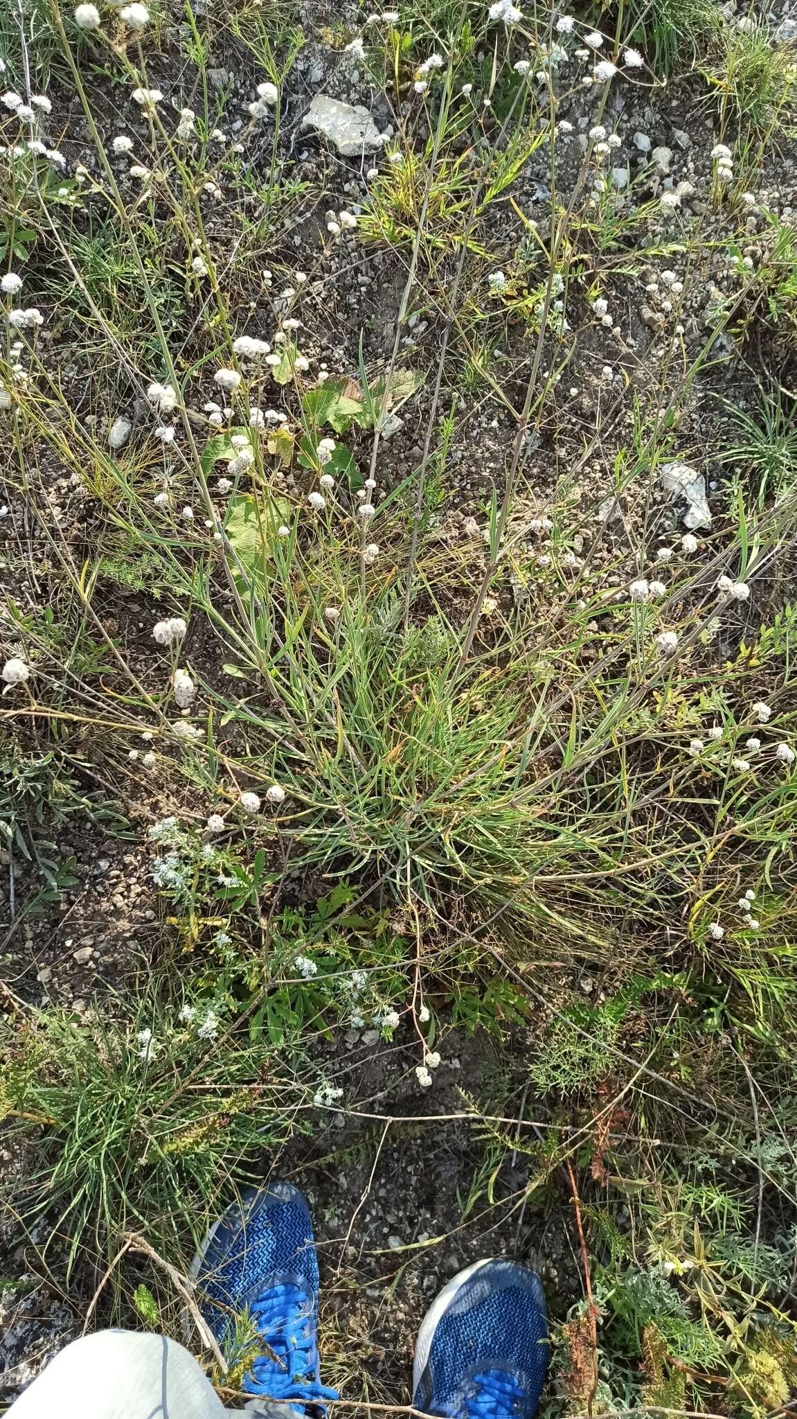 Image of Gypsophila glomerata Pall. ex Bieb.