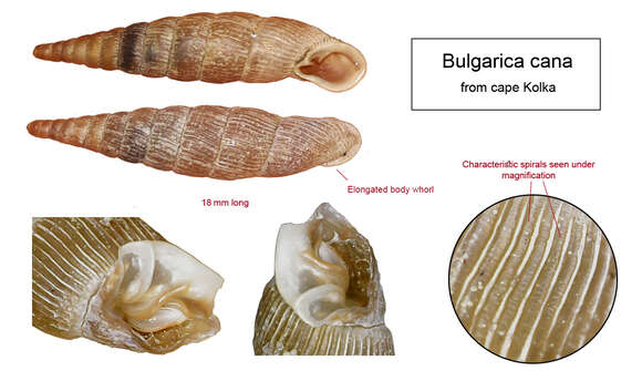 Image of Strigillaria cana (Held 1836)