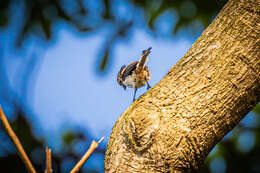 صورة Aegithalos caudatus kiusiuensis Kuroda & Nagamichi 1923