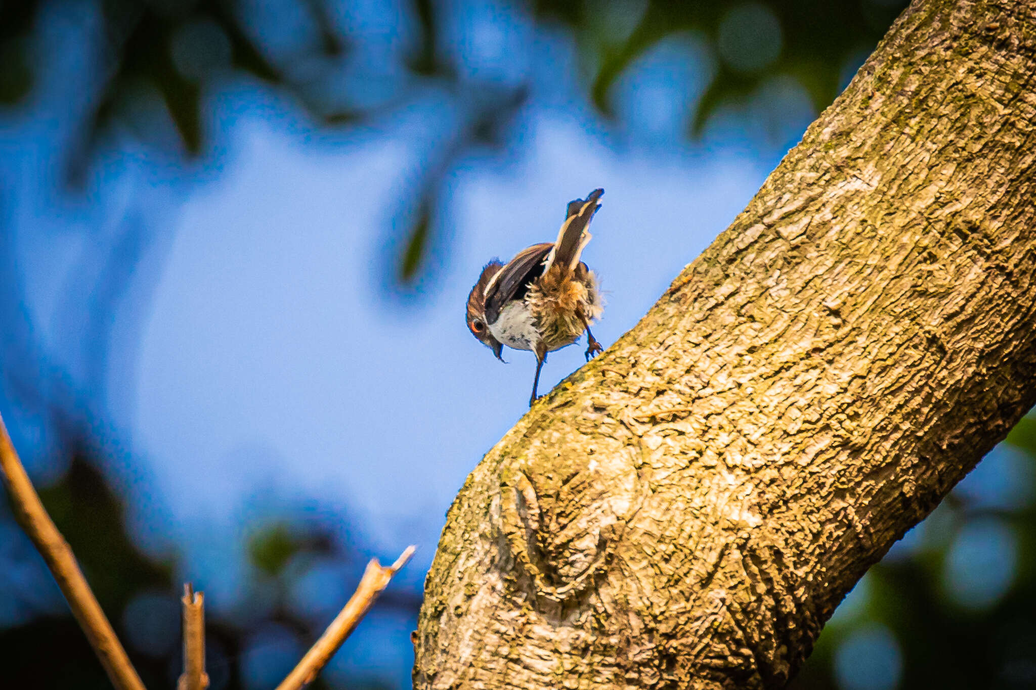 صورة Aegithalos caudatus kiusiuensis Kuroda & Nagamichi 1923