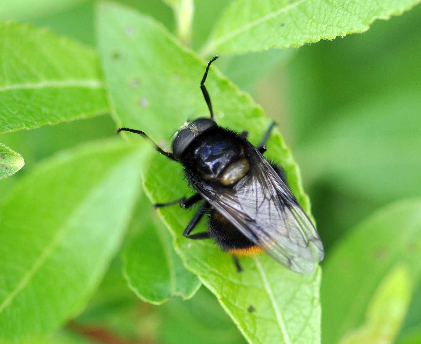 Volucella bombylans (Linnaeus 1758) resmi