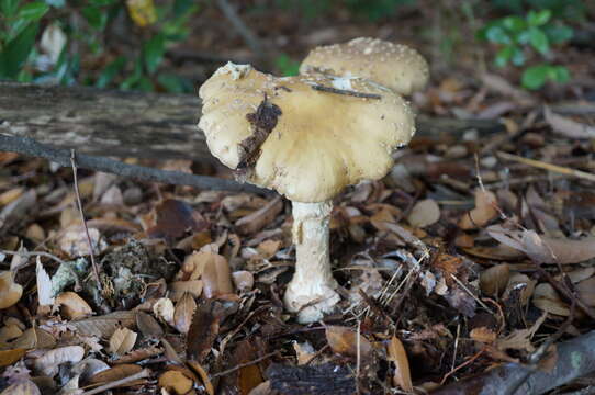 Image of Amanita sychnopyramis Corner & Bas 1962