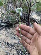 Imagem de Oreocarya suffruticosa var. arenicola (L. C. Higgins & S. L. Welsh) R. B. Kelley