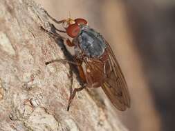 Image de Brachyopa maculipennis Thompson 1980