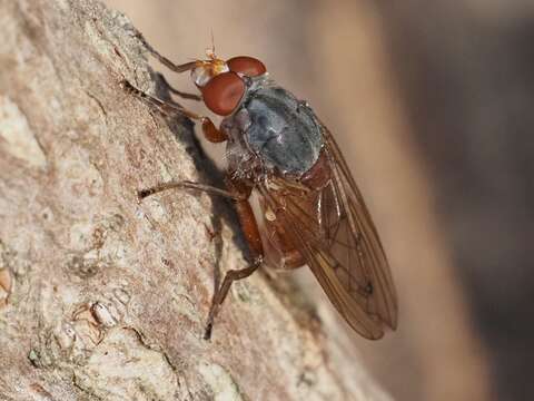 Imagem de Brachyopa maculipennis Thompson 1980