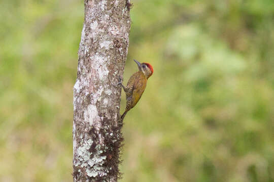 Image of Dryobates passerinus