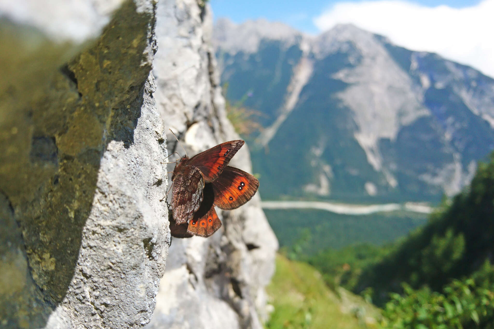 Image of Water Ringlet