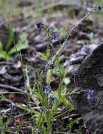 Imagem de Myosotis discolor Pers.