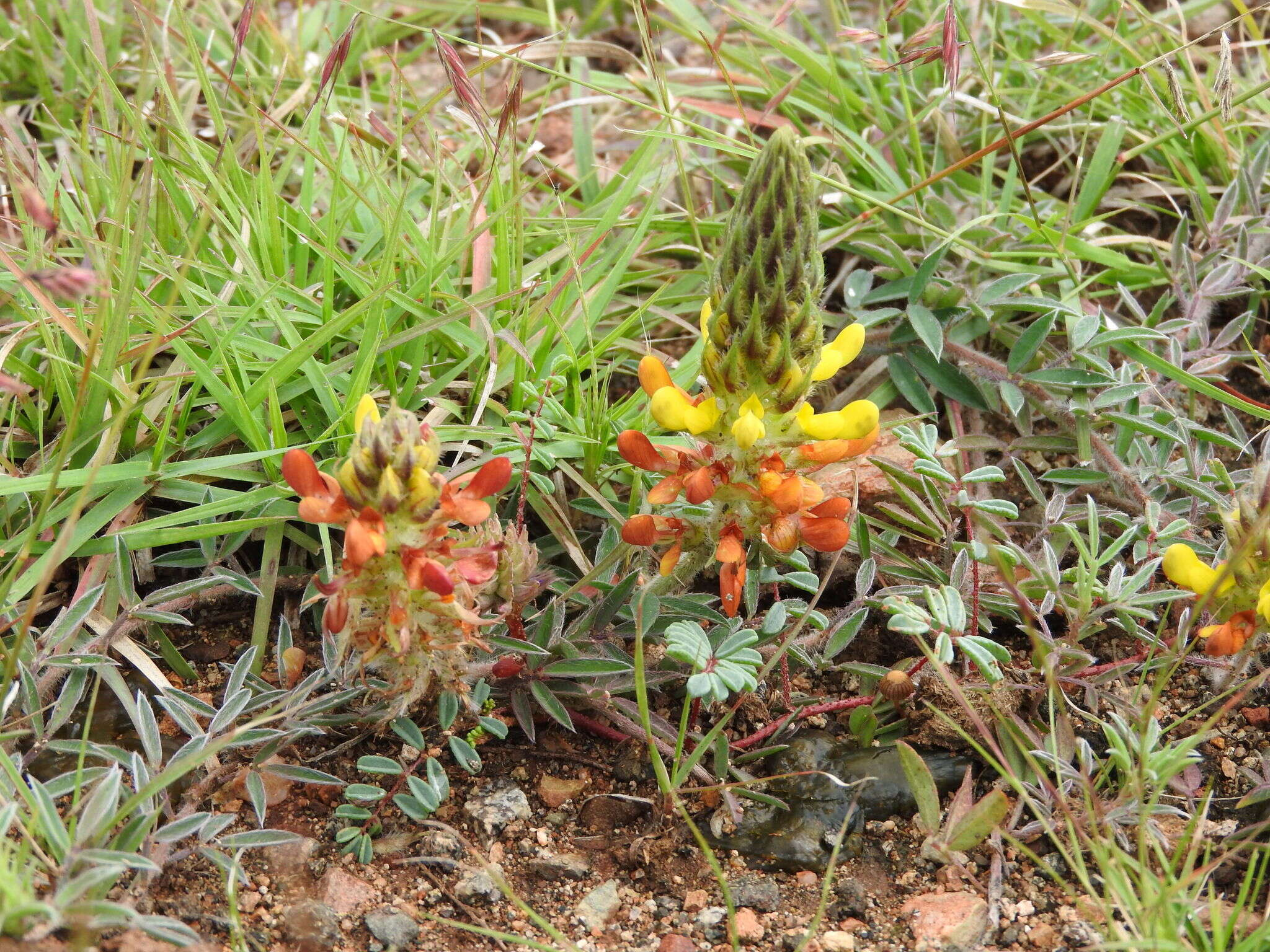 Слика од Dalea prostrata Ortega