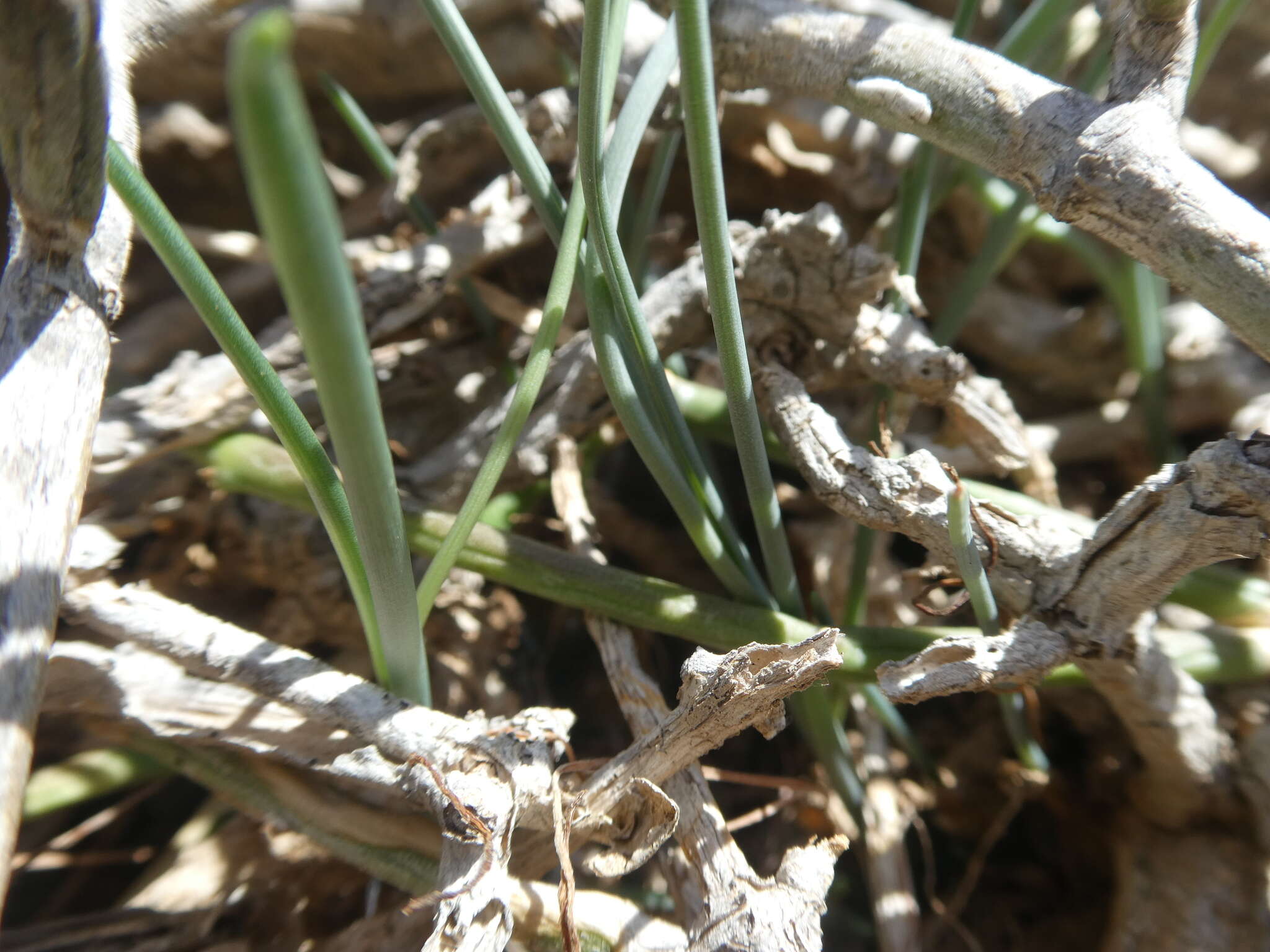 Image of Albuca kirstenii (J. C. Manning & Goldblatt) J. C. Manning & Goldblatt