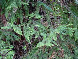 Plancia ëd Libocedrus plumosa (D. Don) Sarg.