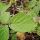 Image of Rubus ulmifolius var. ulmifolius