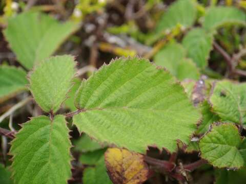 Image of Rubus ulmifolius var. ulmifolius